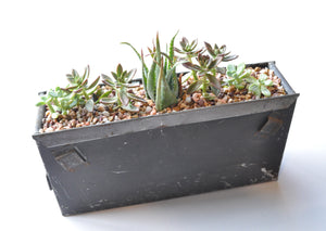 Finished look of succulents in vintage ammo box.