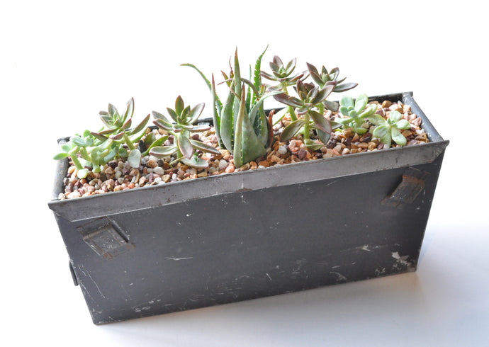 Check out this Interesting Take on a Succulent Garden!